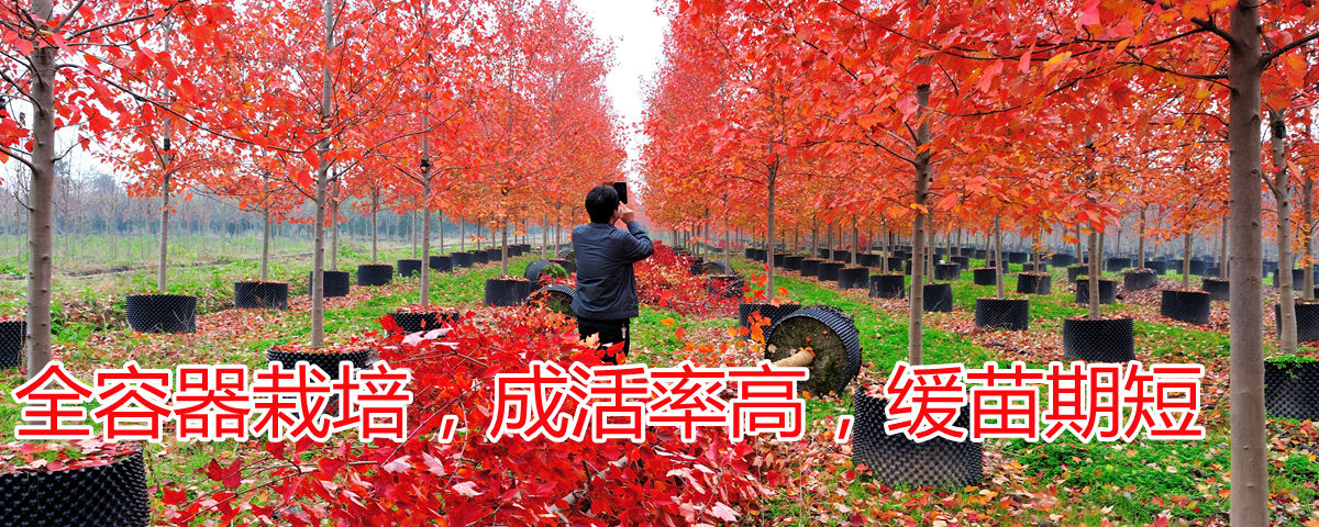 美国红枫全程容器栽培，成活率高，缓苗期短